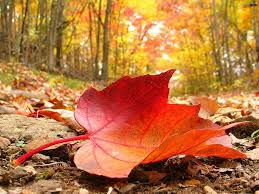Foto de otoño