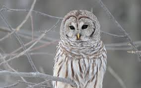 Buho corto y ramas nevadas